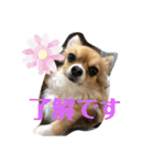 イヴちゃんーチワワだワンU^ェ^U（個別スタンプ：6）