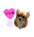 イヴちゃんーチワワだワンU^ェ^U（個別スタンプ：8）