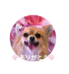 イヴちゃんーチワワだワンU^ェ^U（個別スタンプ：10）