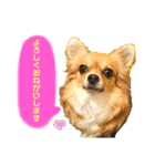 イヴちゃんーチワワだワンU^ェ^U（個別スタンプ：11）