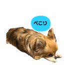 イヴちゃんーチワワだワンU^ェ^U（個別スタンプ：12）