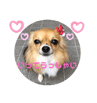 イヴちゃんーチワワだワンU^ェ^U（個別スタンプ：19）