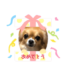 イヴちゃんーチワワだワンU^ェ^U（個別スタンプ：22）