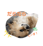 イヴちゃんーチワワだワンU^ェ^U（個別スタンプ：24）
