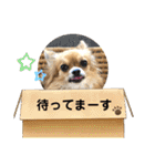 イヴちゃんーチワワだワンU^ェ^U（個別スタンプ：26）