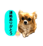 イヴちゃんーチワワだワンU^ェ^U（個別スタンプ：27）