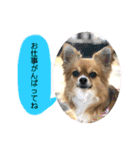 イヴちゃんーチワワだワンU^ェ^U（個別スタンプ：28）