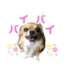 イヴちゃんーチワワだワンU^ェ^U（個別スタンプ：30）