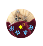 イヴちゃんーチワワだワンU^ェ^U（個別スタンプ：31）