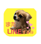 イヴちゃんーチワワだワンU^ェ^U（個別スタンプ：32）