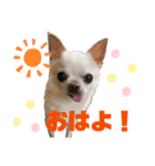 チワワの楽しみ（個別スタンプ：6）