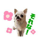 チワワの楽しみ（個別スタンプ：8）