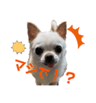 チワワの楽しみ（個別スタンプ：9）