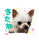 チワワの楽しみ（個別スタンプ：16）