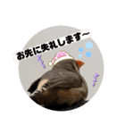 きんちゃんぎんちゃんの日常（個別スタンプ：3）