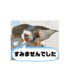 きんちゃんぎんちゃんの日常（個別スタンプ：7）
