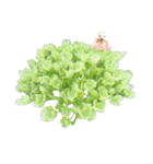 花 モルモット ハリネズミ ロブスター（個別スタンプ：6）