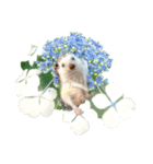 花 モルモット ハリネズミ ロブスター（個別スタンプ：11）