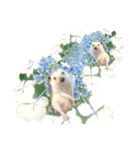 花 モルモット ハリネズミ ロブスター（個別スタンプ：12）