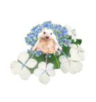 花 モルモット ハリネズミ ロブスター（個別スタンプ：26）