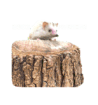 花 モルモット ハリネズミ ロブスター（個別スタンプ：36）