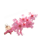 花 モルモット ハリネズミ ロブスター（個別スタンプ：38）