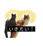 6匹のねこたちにゃん！（個別スタンプ：2）