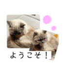 6匹のねこたちにゃん！（個別スタンプ：3）