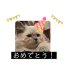 6匹のねこたちにゃん！（個別スタンプ：4）