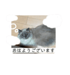6匹のねこたちにゃん！（個別スタンプ：6）