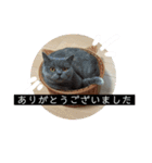 6匹のねこたちにゃん！（個別スタンプ：7）