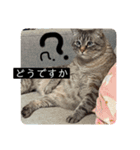 6匹のねこたちにゃん！（個別スタンプ：8）