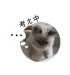 6匹のねこたちにゃん！（個別スタンプ：9）