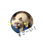 6匹のねこたちにゃん！（個別スタンプ：10）
