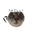 6匹のねこたちにゃん！（個別スタンプ：14）
