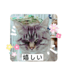 6匹のねこたちにゃん！（個別スタンプ：16）