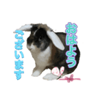 敬語 うさシリーズ（個別スタンプ：2）