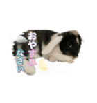 敬語 うさシリーズ（個別スタンプ：8）