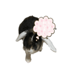 敬語 うさシリーズ（個別スタンプ：18）