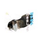 敬語 うさシリーズ（個別スタンプ：20）
