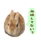 トラックうさぎ桃次郎（個別スタンプ：3）