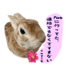 トラックうさぎ桃次郎（個別スタンプ：5）