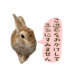 トラックうさぎ桃次郎（個別スタンプ：7）
