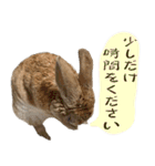 トラックうさぎ桃次郎（個別スタンプ：8）