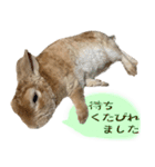 トラックうさぎ桃次郎（個別スタンプ：11）