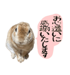 トラックうさぎ桃次郎（個別スタンプ：12）