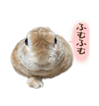 トラックうさぎ桃次郎（個別スタンプ：13）