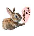トラックうさぎ桃次郎（個別スタンプ：14）