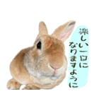 トラックうさぎ桃次郎（個別スタンプ：15）