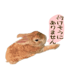 トラックうさぎ桃次郎（個別スタンプ：16）